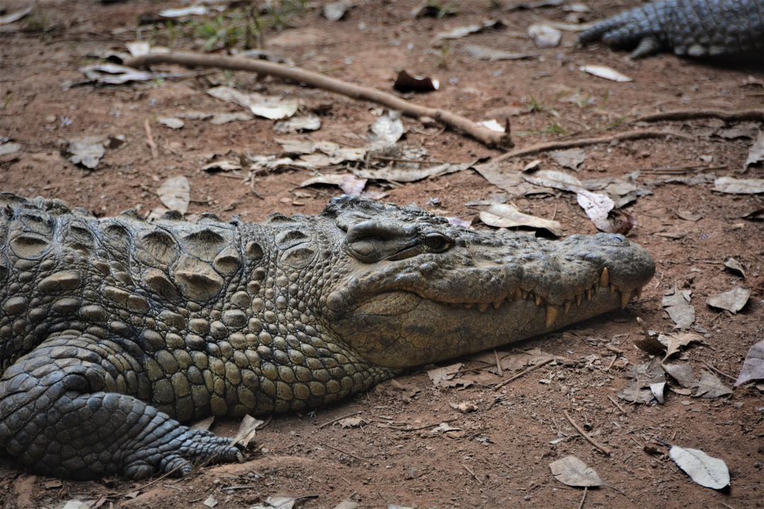 Un crocodile au repos sur un sol sablonneux couvert de feuilles.