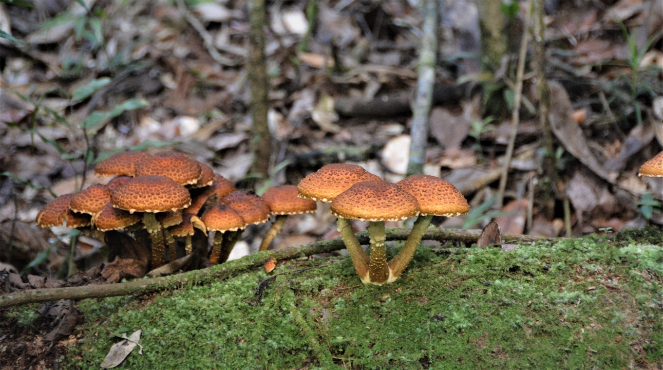 Champignons poussant sur une bûche au milieu du feuillage.