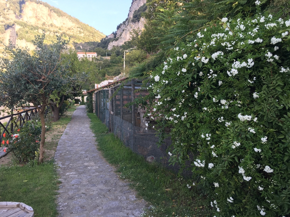 Sentier de pierre longeant un jardin luxuriant aux fleurs blanches.