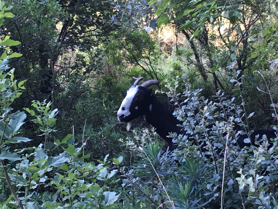 Chèvre entourée d'un feuillage dense.