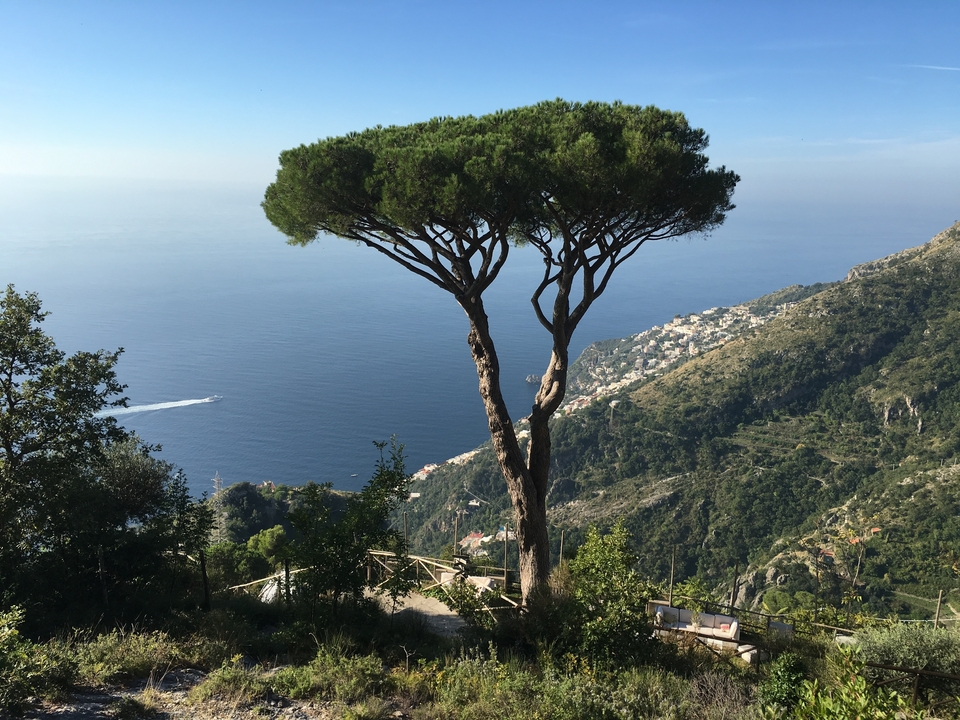 Vue d'une zone côtière avec un arbre solitaire and une mer bleue.