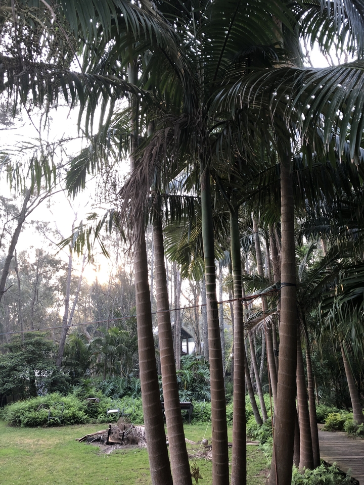 Scène de forêt tropicale avec de grands arbres et une végétation luxuriante.