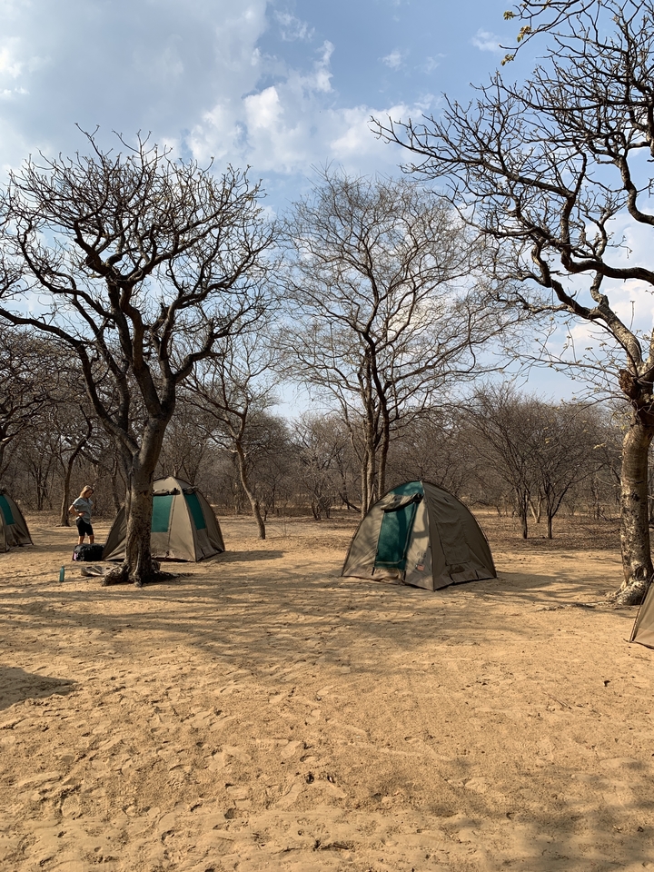 Tentes installées dans un camping sec et boisé avec une personne à proximité.