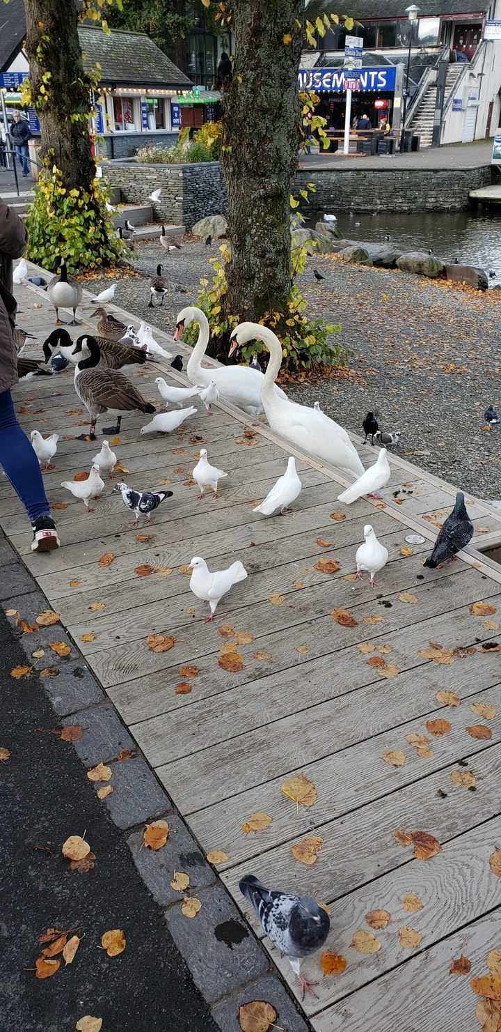 Varias aves, incluyendo palomas y cisnes, en una plataforma de madera.