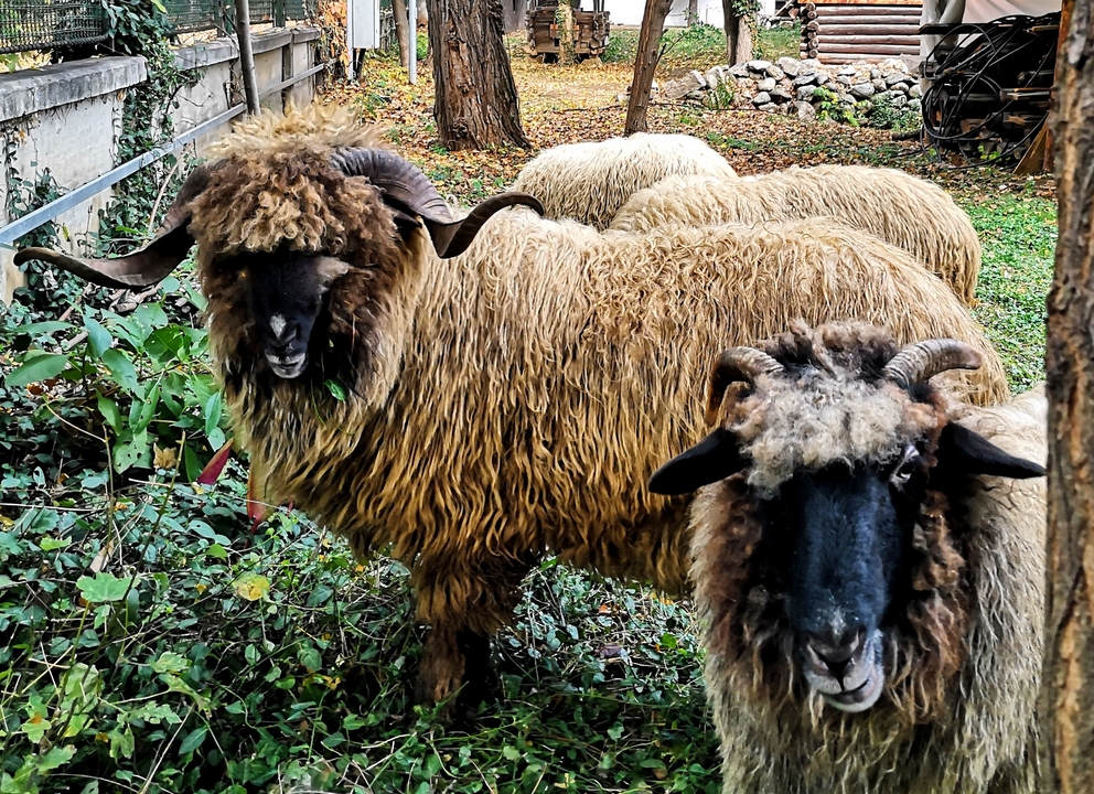 Gros plan d'un mouton avec une laine épaisse et des cornes torsadées.