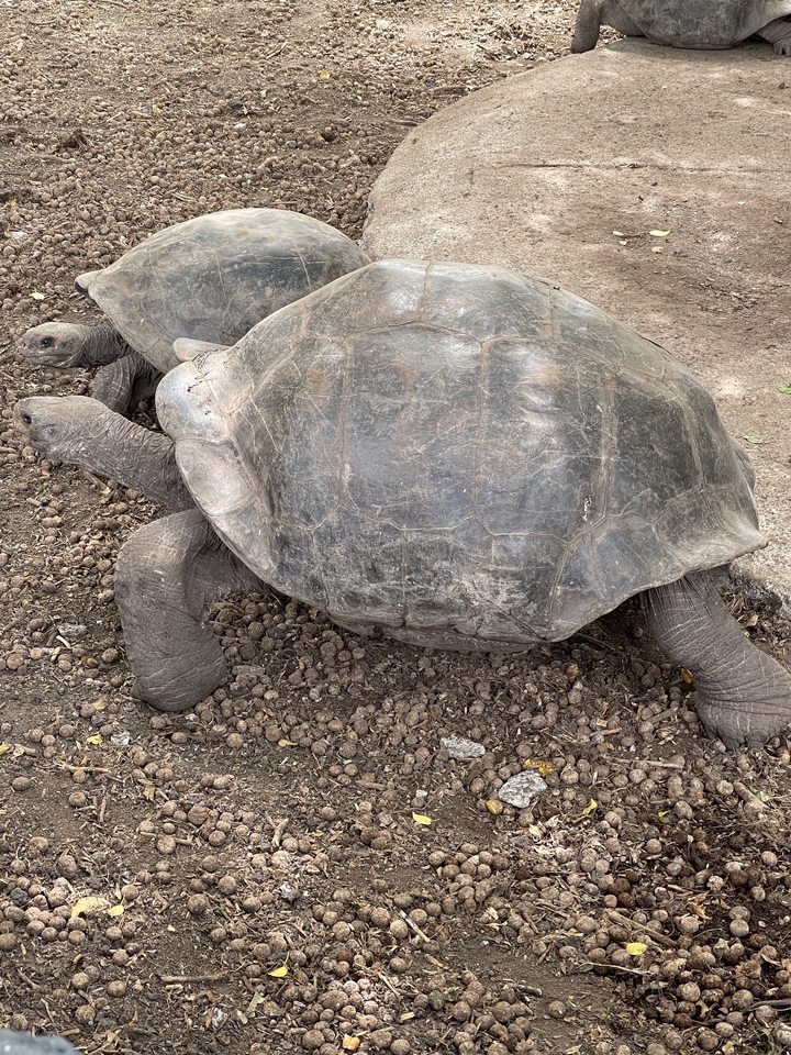 Tortues géantes sur un sol en terre