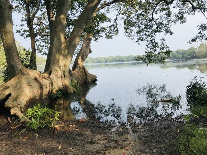 Arbres enracinés au bord d'un lac calme avec des reflets.
