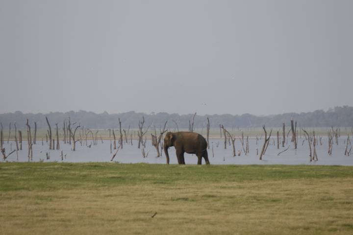 Éléphant marchant près d'un plan d'eau avec des arbres dénudés.