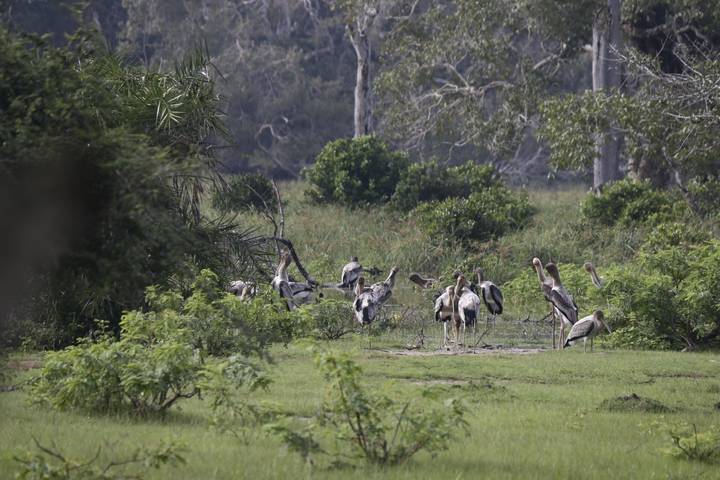 Volée d'oiseaux rassemblés dans un espace ouvert luxuriant.