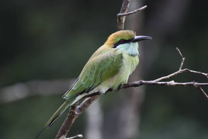 Petit oiseau coloré perché sur une branche.