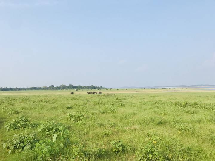 Un vaste champ herbeux avec un troupeau d'éléphants au loin.