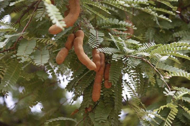 Gousses de tamarin sur une branche d'arbre.