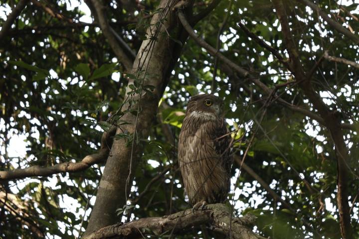 Hibou perché au milieu d'un feuillage dense.