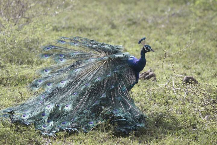 Paon déployant ses plumes éclatantes.