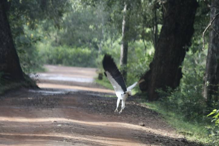 Oiseau prenant son envol sur un chemin de terre au milieu de la verdure.