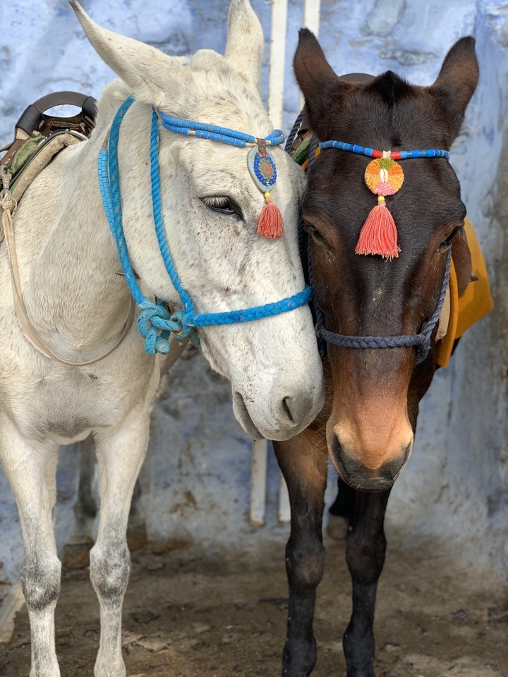 Gros plan de deux ânes avec des harnais décoratifs.