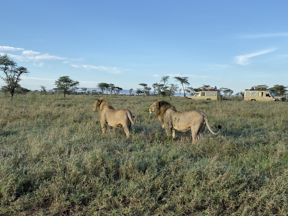 Two lions in the grassland with safari vehicles.