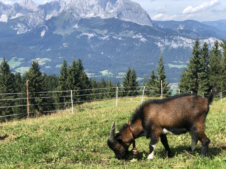 Goat grazing on a grassy hill with mountain and forest in the background.