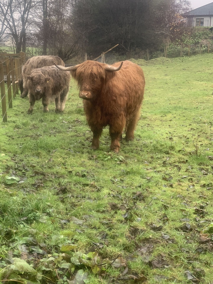Highland cows standing in a grassy field.