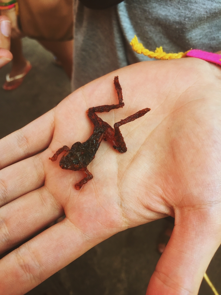 Petite grenouille séchée dans la main d'une personne.