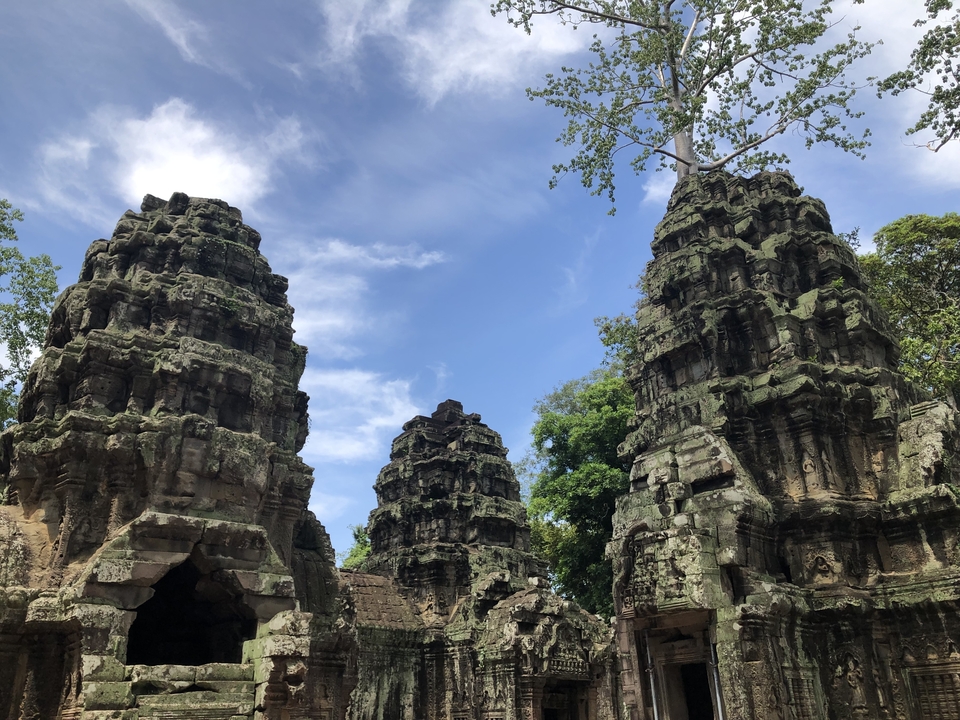 Ancien complexe de temples en pierre avec une végétation arborescente dense.