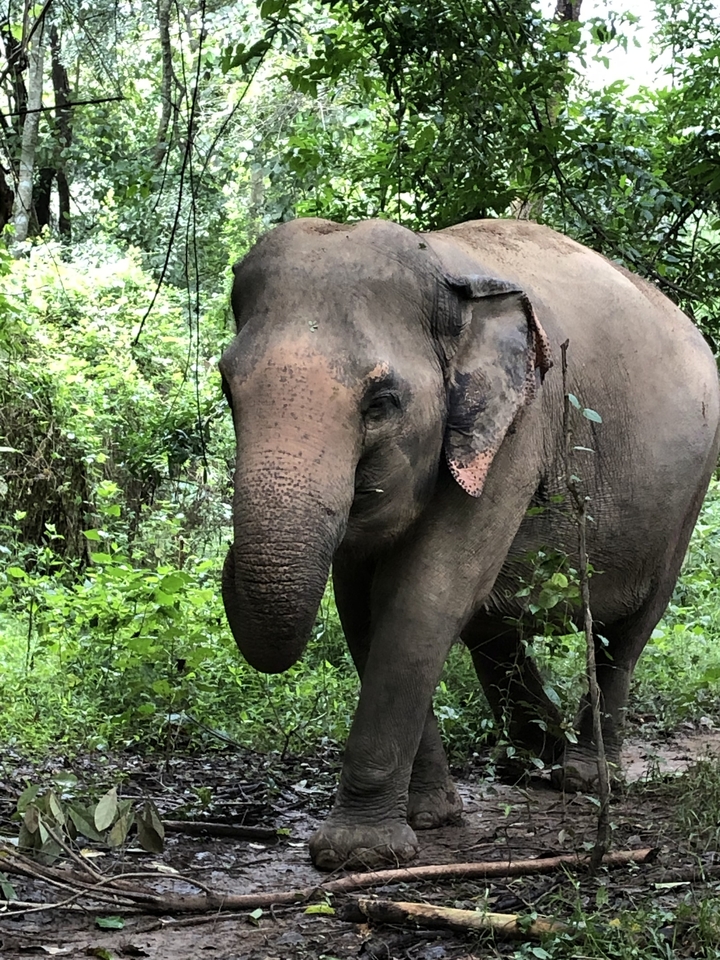 Éléphant marchant à travers une forêt verte luxuriante.