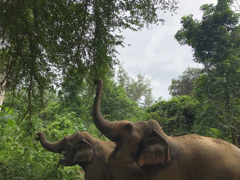 Deux éléphants qui s'étirent vers des branches dans une forêt luxuriante.
