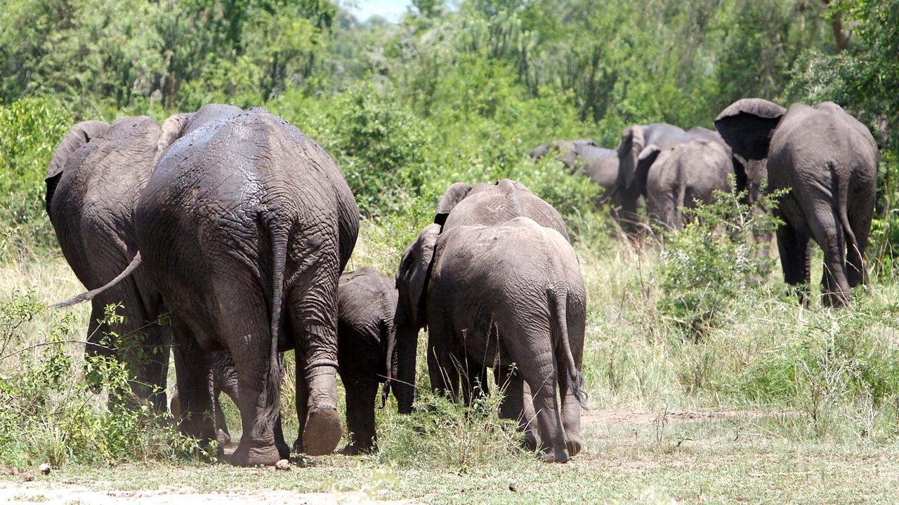 Troupeau d'éléphants marchant dans une zone herbeuse.