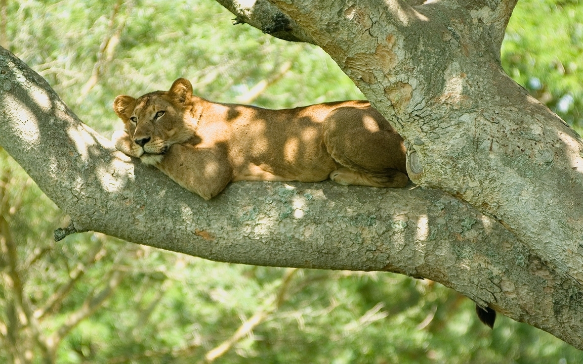 Lionne se reposant sur une branche d'arbre.