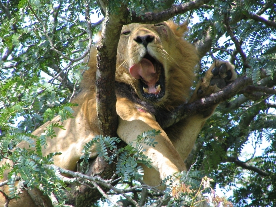 Lion perché dans un arbre, bâillant.