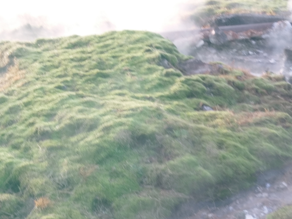 Image floue de verdure.