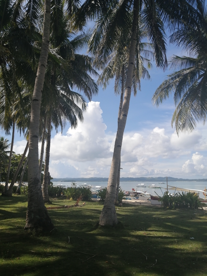 Vue sur l'océan avec des palmiers encadrant la scène.