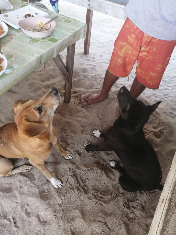 Deux chiens assis sur un sol sablonneux regardant vers le haut.