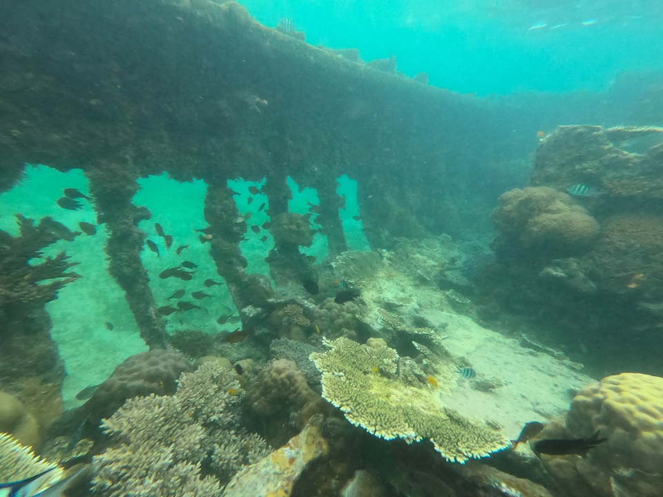 Vue sous-marine de poissons nageant autour d'un récif de corail avec une épave de navire.