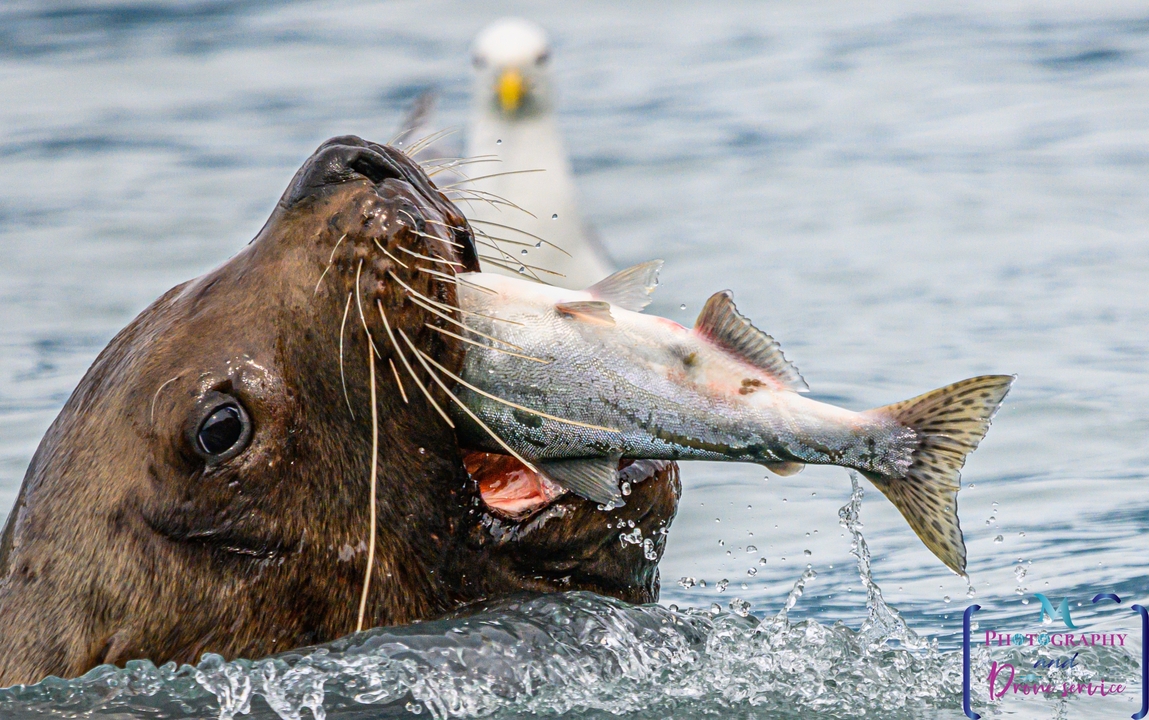 Un lion de mer attrape un poisson, avec un filigrane visible sur l'image.