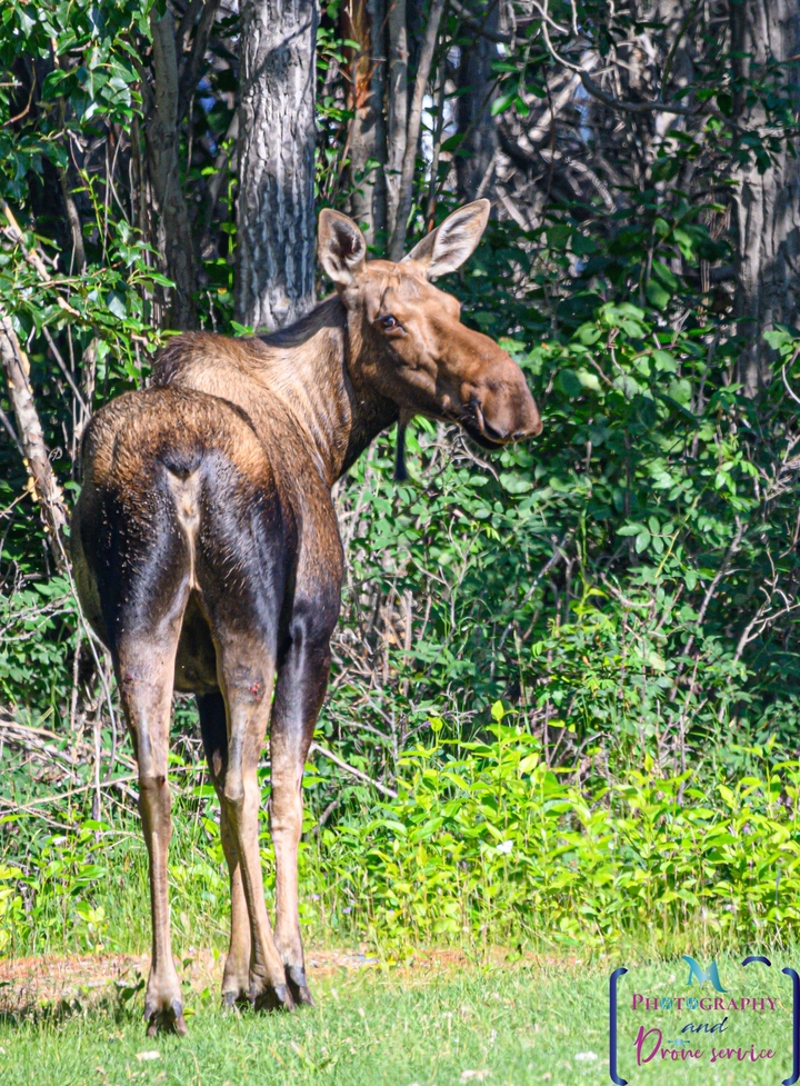 Un orignal debout dans une zone boisée, photographié en biais.