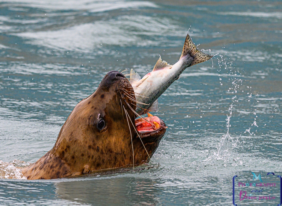Un lion de mer attrapant un poisson dans l'eau, avec un filigrane visible.