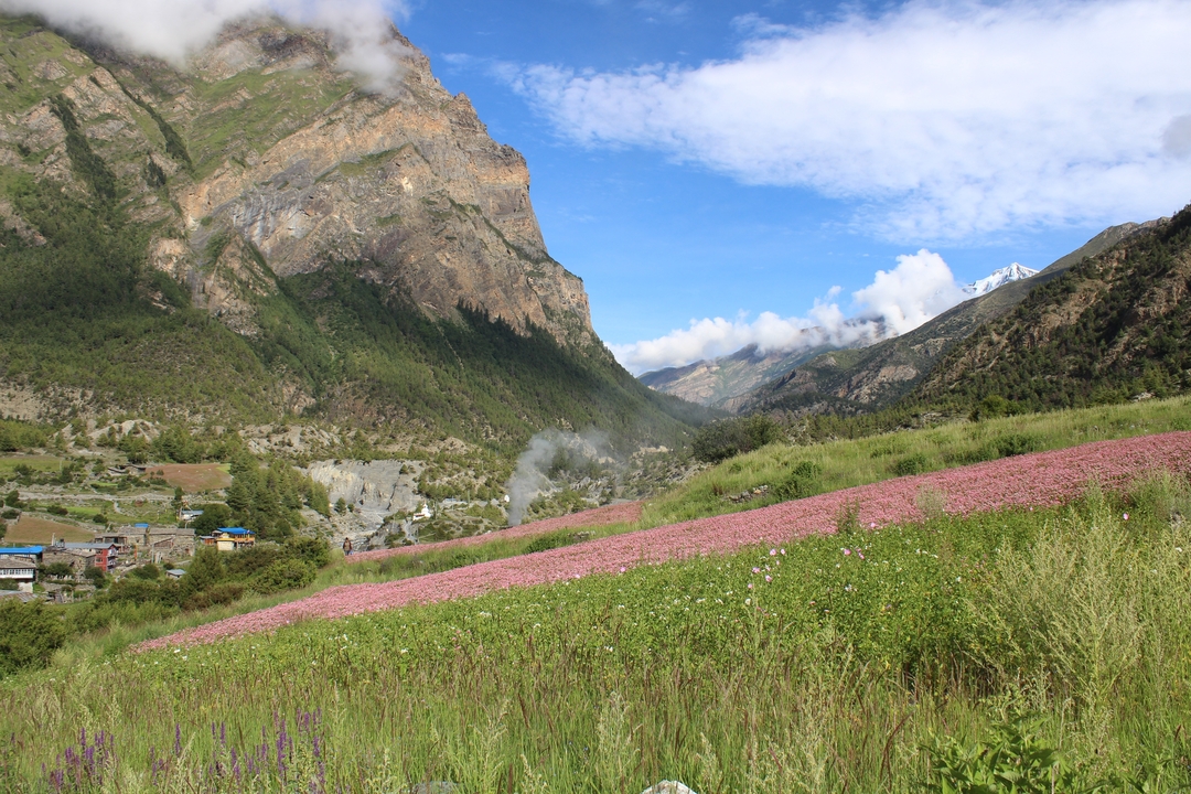 Vibrant pink alpine fields and green valley framed by high cliffs and snowy peaks in Nepal.