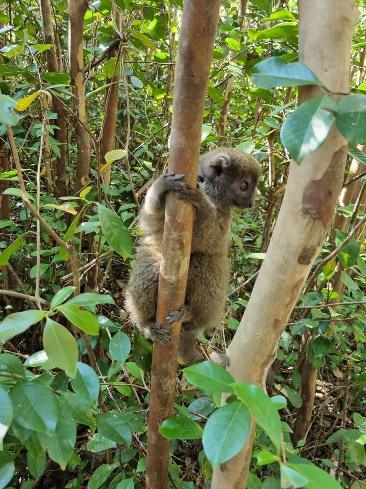 Un lémurien suspendu à une branche dans une forêt.