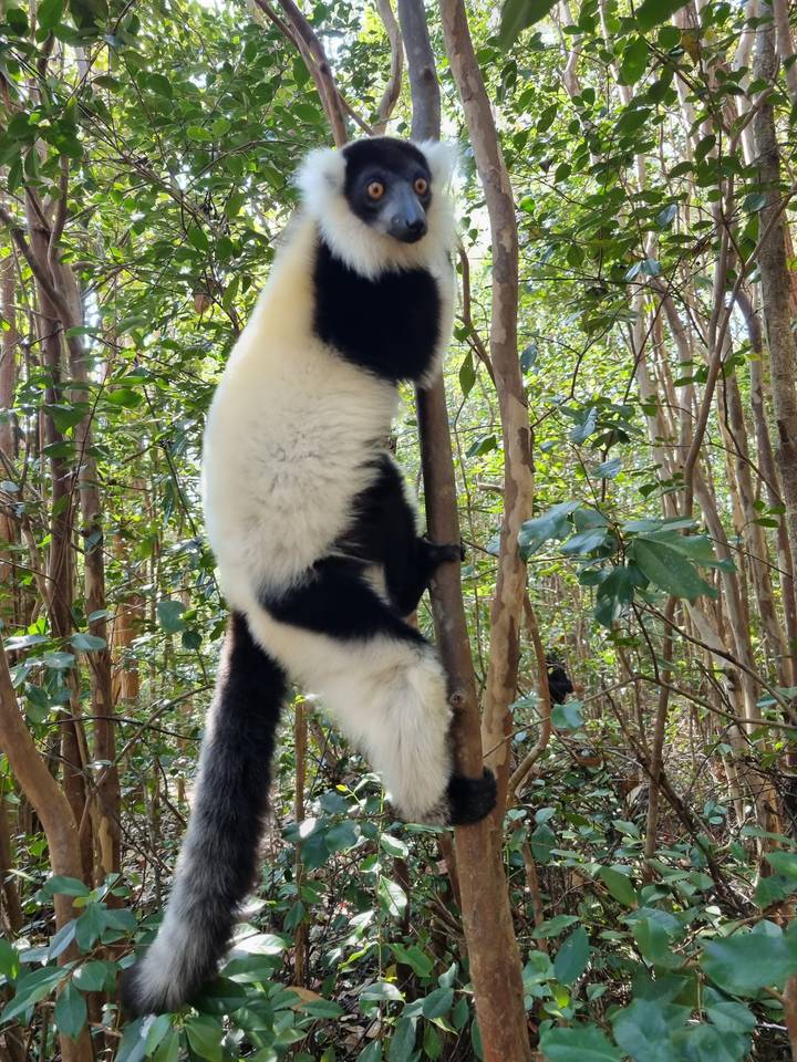 Un lémurien qui grimpe sur une branche d'arbre.