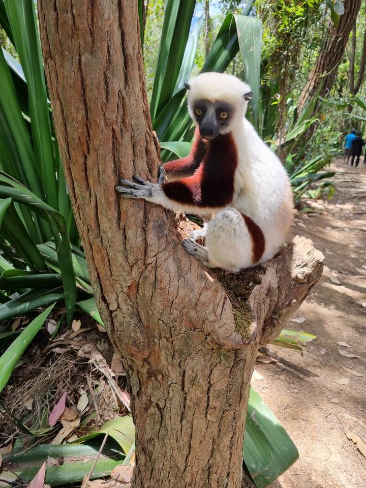 Un lémurien sur un arbre dans un environnement forestier.