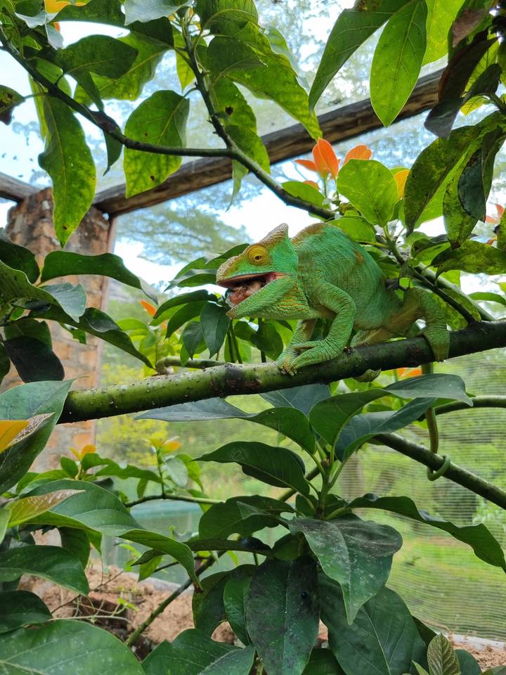 Un caméléon sur une branche d'arbre.