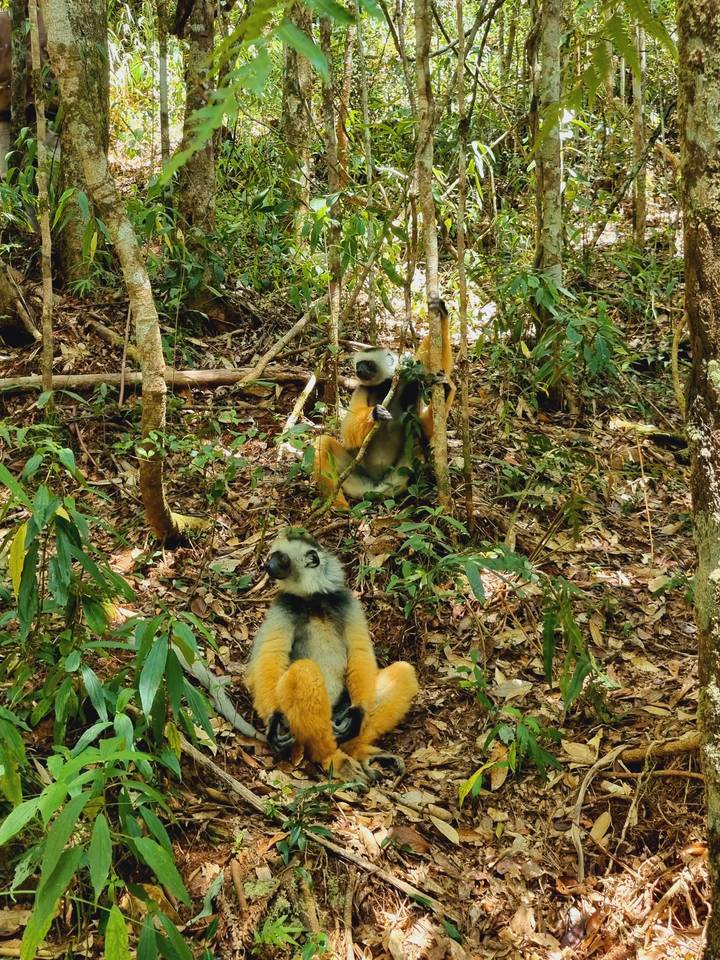 Lémuriens assis sur le sol de la forêt.