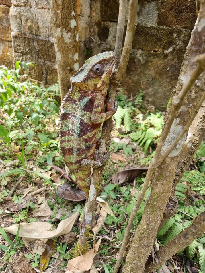 Un caméléon sur un tronc d'arbre.