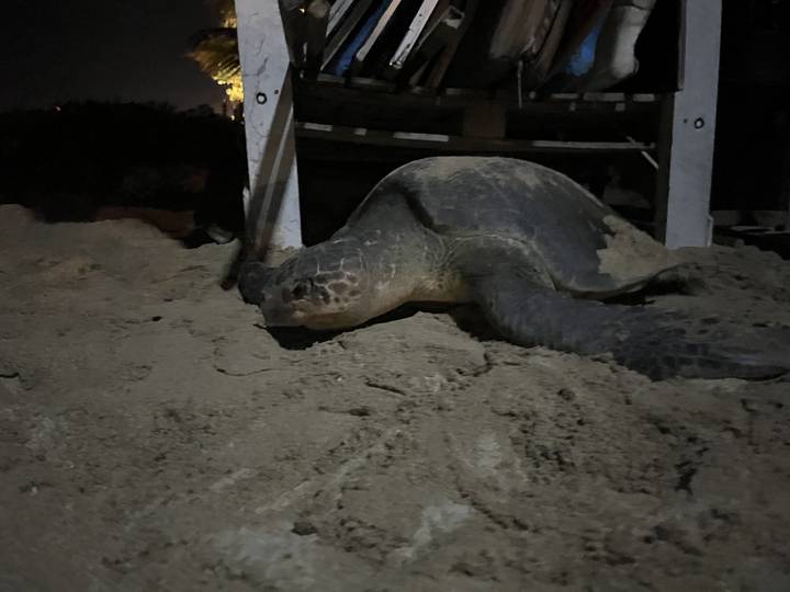 Tortue de mer sur une plage la nuit.