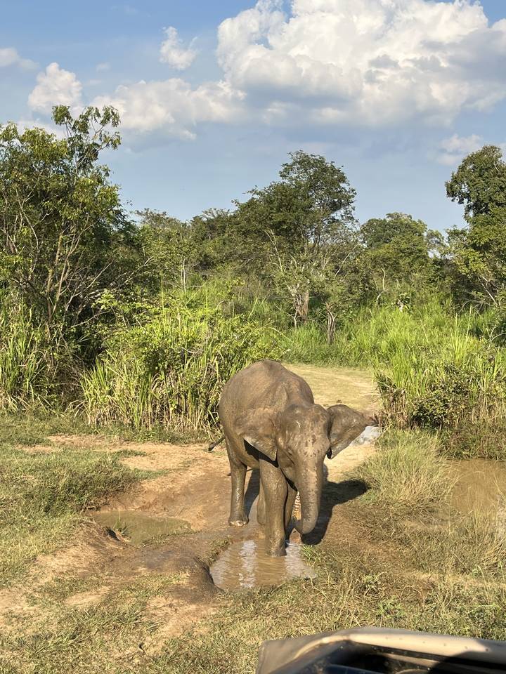 Éléphant marchant dans une zone de prairie.