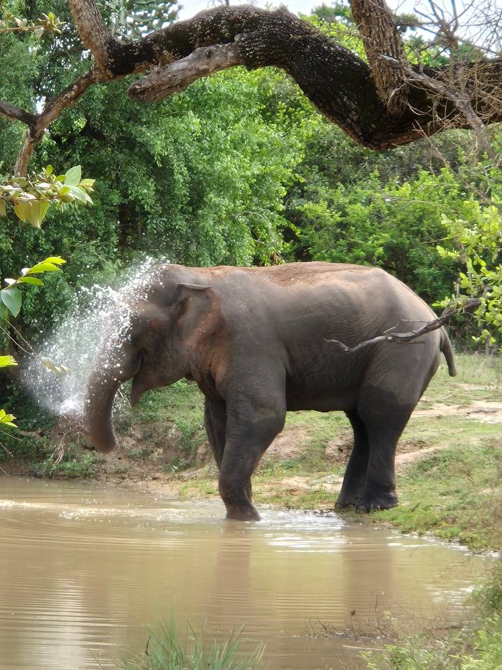 Elefante salpicando agua en un entorno natural.
