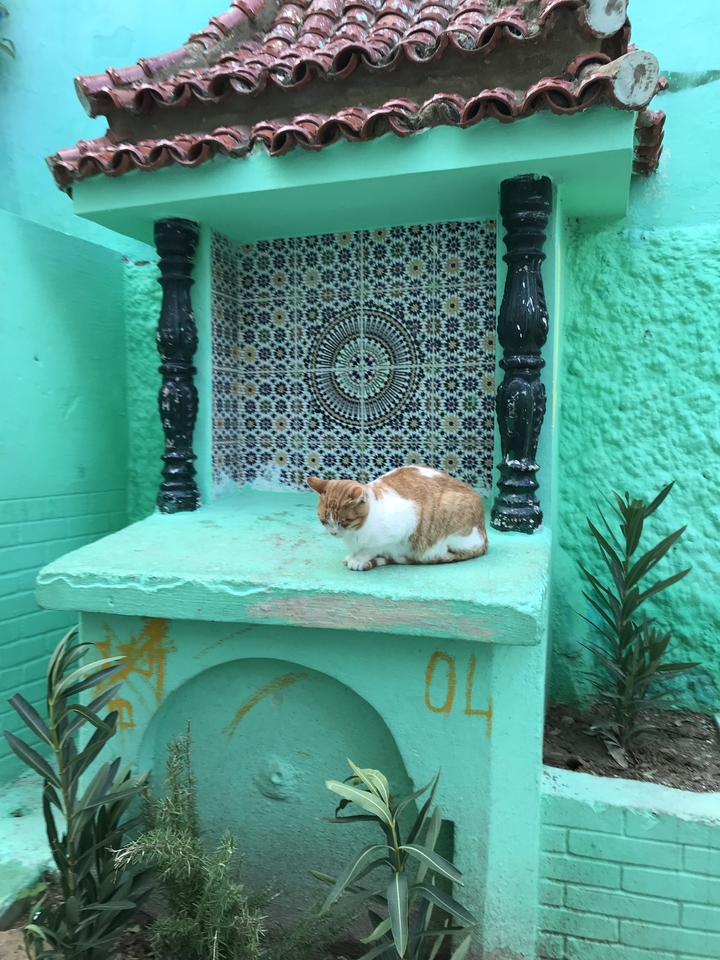 Chat se reposant sur une plateforme carrelée au design marocain.