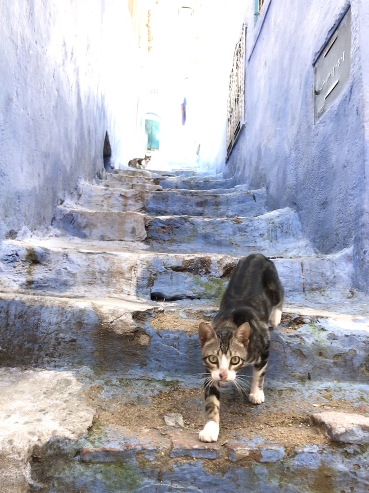 Escaliers de pierre raides avec des chats.