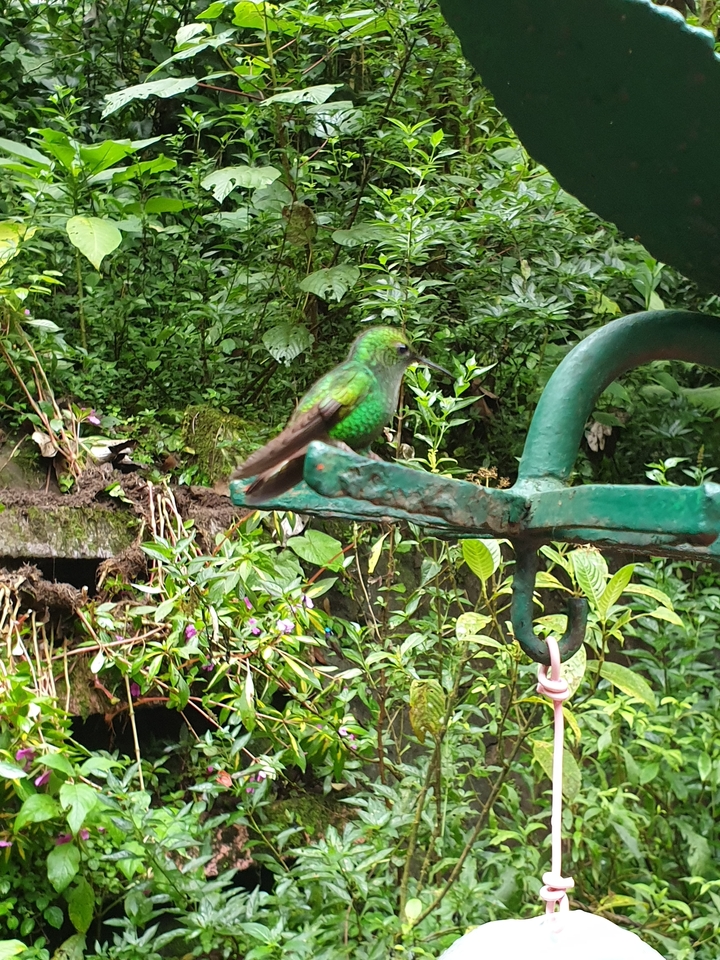 Gros plan d'un colibri vibrant perché sur une structure métallique dans une forêt.